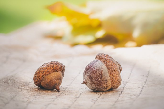 acorns-4572674_1920